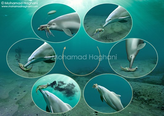 مراحل صید ماهی مرکب توسط دلفین